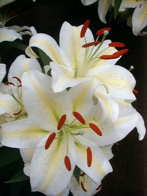 Precooled Lilium Pompei