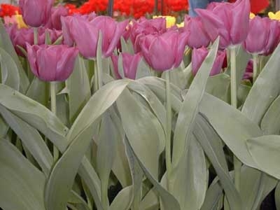 Tulip Purple Flag