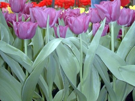 Tulip Purple Prince