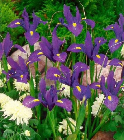 Iris Purple Sensation