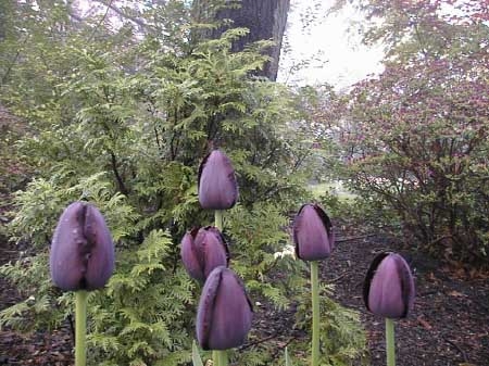 Tulip Queen of the Night
