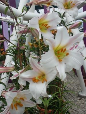 Precooled Lilium Regale