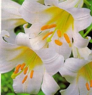 Lilium Regale Album