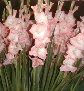 Gladiola Rose Supreme