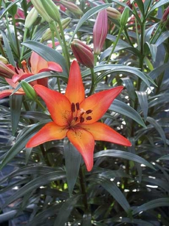 Precooled Lilium Royal Sunset