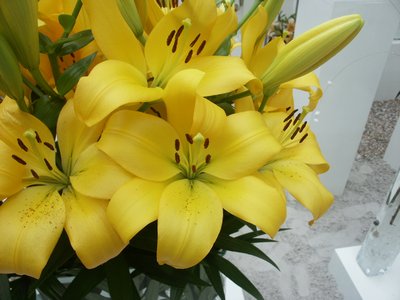 Precooled Lilium Serrada