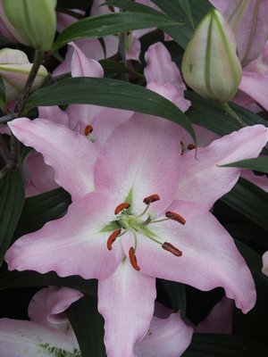 Precooled Lilium Sheila
