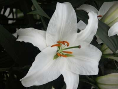 Precooled Lilium Siberia