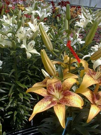 Precooled Lilium Suncrest