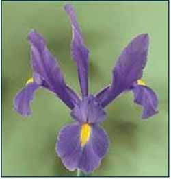 Iris Hollandica Telstar