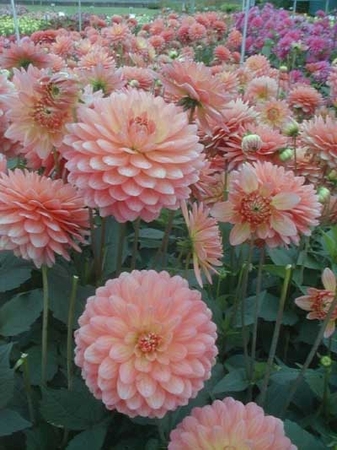 Dahlia Tout a Toi