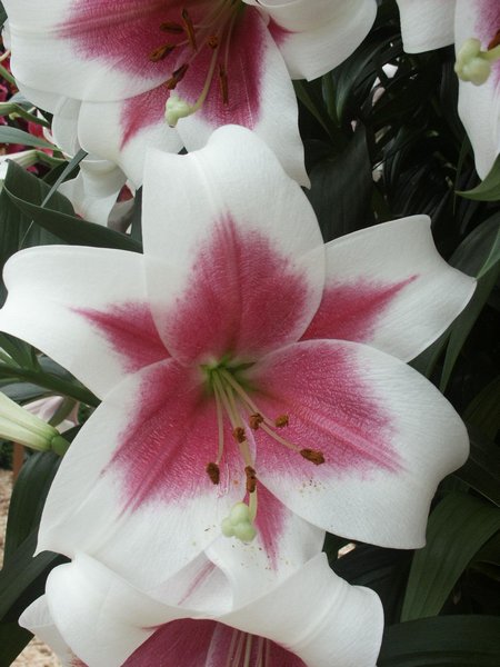 Precooled Lilium Triumphator 