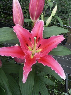 Precooled Lilium Trofeo