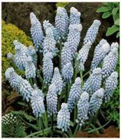 Muscari Valerie Finnis