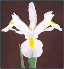 Iris Hollandica White Magic
