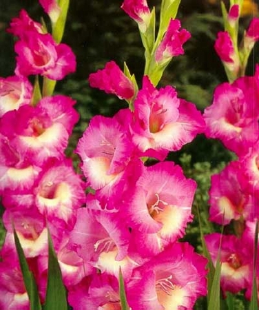 Gladiola Windsong