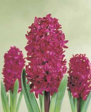 Hyacinth Woodstock