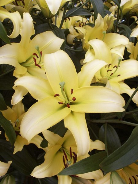 Precooled Lilium Yelloween